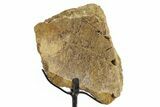 Fossil Triceratops Vertebra Section w/ Metal Stand - South Dakota #363611-1